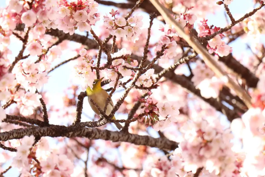 Bird sitting in the cherry blossom trees in Tokyo