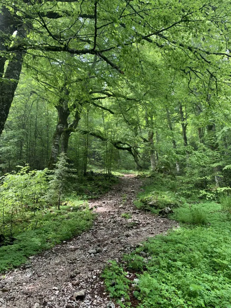 Hike Through The Forest To Lake Trnovačko